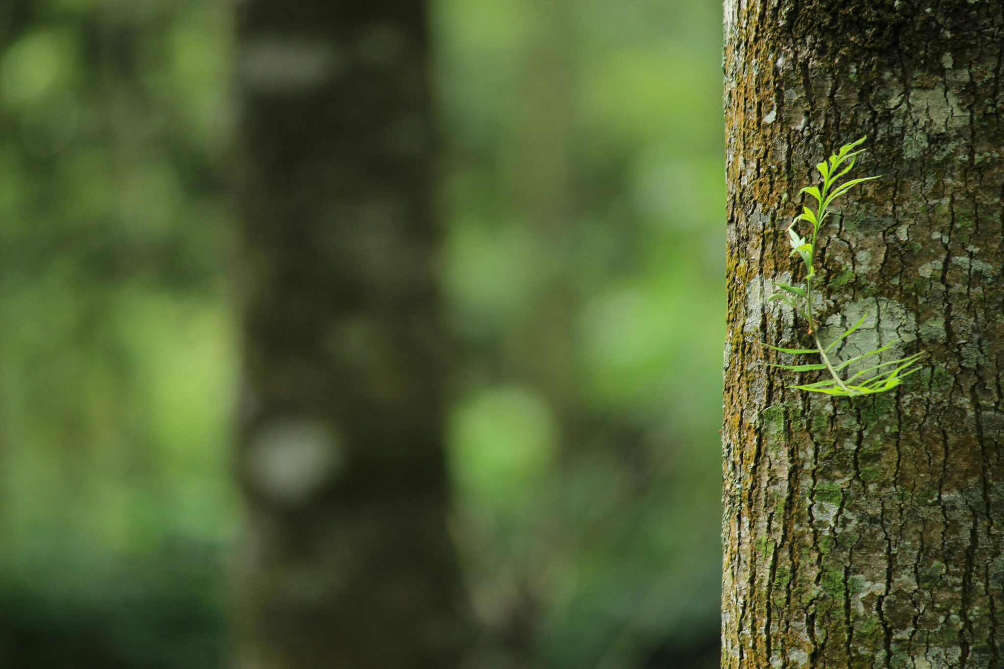 Canadian Tree Fund – Promoting and Funding Arboricultural Research and ...